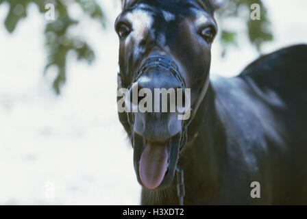 Âne, portrait, détail, langue, animal, animal portrait, mammifère, animal et les animaux à sabots, uncloven à onglons, ânes, ânes, à l'extérieur, Equus, bouche, ouvertement, medium close-up, flou de mouvement, à l'extérieur, Banque D'Images