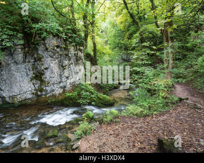 Gordale Beck Woodland ci-dessous Janets Foss près de Malham Yorkshire Dales England Banque D'Images