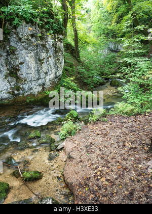 Gordale Beck Woodland ci-dessous Janets Foss près de Malham Yorkshire Dales England Banque D'Images