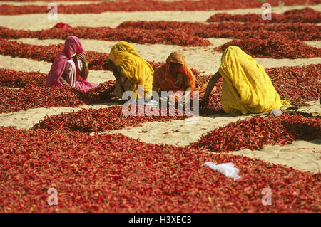 L'Inde, Rajasthan, red chili, aménagé pour le séchage, les femmes alors que le tri, près de Banque D'Images