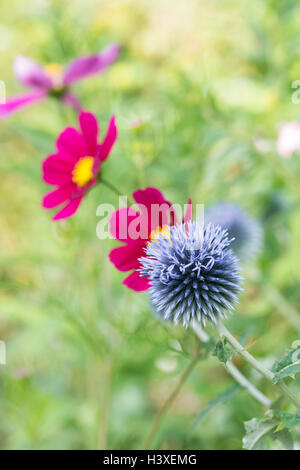 Echinops ritro Veitch's Blue. Globe thistle en face de fleurs cosmos Banque D'Images