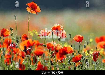 Pré, détail, clap les graines de pavot, Papaver rhoeas, blossom, violin, clap de pavot Graines de pavot pré, prairie, fleurs, coquelicots, plantes, plantes, graines de pavot, graines de pavot Graines de pavot incendie, champ de pavot Graines de pavot Graines sauvages, graines de pavot, fleur, fleurs, rouge, Banque D'Images