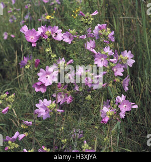 Musk mallow, Malva moschata, blossom, nature, prairie, plante, plantes, fleurs, fleur, mauve, mauve fleur oranger, musk mallow, mauve, plante, plante sauvage, plantes sauvages, plantes de médicament, d'herbes sauvages, plantes médicinales, fleurs, doucement, rose o Banque D'Images