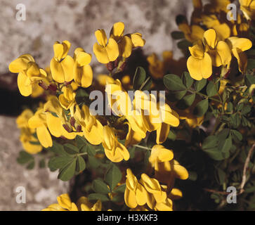 Strauchige Kronwicke, coronilla emerus, Close up, la nature, la botanique, la flore, les plantes, fleurs, plantes sauvages, forêt de fleurs, coronilla, Faboideaes krautige Faboideaes,, Fabaceae, Strauchwicke, M. Wicke, fleurs, fleurs, jaune Banque D'Images