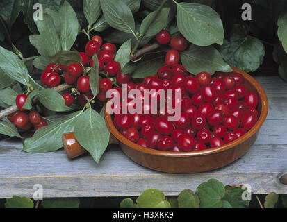 Peel en bois, Kornelkirsche, Cornus mas, still life, fruits, fruits rouges, fruits à noyau, fruits, cerises, cherry, harvest-mangeable, fraîchement, usine de cornouiller, feuilles, Banque D'Images