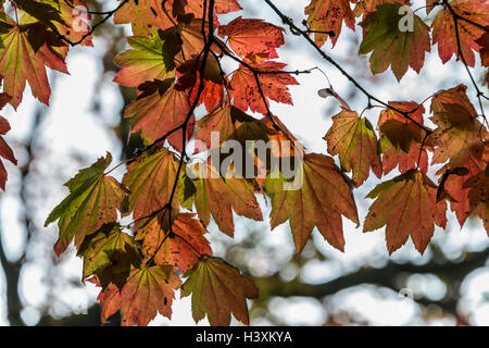 Des feuilles d'une d'un Acer japonicum Banque D'Images