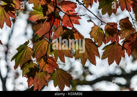 Des feuilles d'une d'un Acer japonicum Banque D'Images