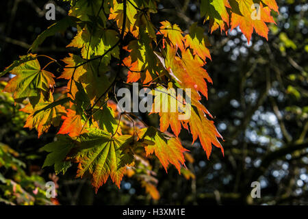 Des feuilles d'une d'un Acer japonicum Banque D'Images