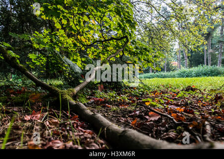 Branche d'Acer japonicum qui poussent sur le sol Banque D'Images