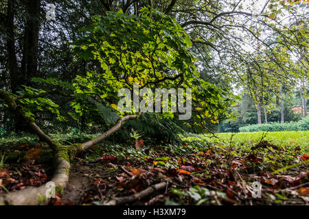 Branche d'Acer japonicum qui poussent sur le sol Banque D'Images