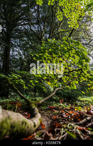 Branche d'Acer japonicum qui poussent sur le sol Banque D'Images