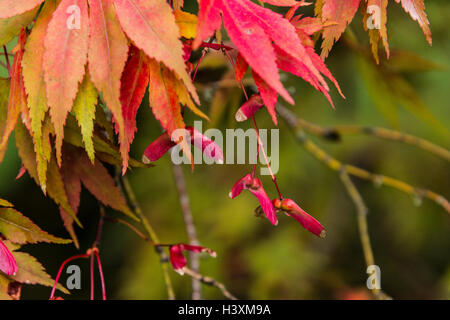 Feuilles d'érable japonais et les graines en automne Banque D'Images