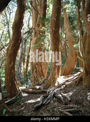 L'Argentine, la Patagonie, le parc national Nahuel Huapi, Arrayanes, Forêt, Arrayan Luma apiculata, détail, les souches d'Amérique du Sud, les forêts tropicales, bois, arbres, troncs, Pitra, plantes, arbres à larges feuilles, la végétation, de la nature, de l'habitat Banque D'Images