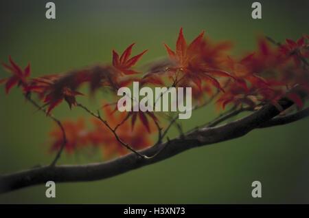 Arbre, Maple, Acer spec., détail, branche, feuilles, automne, arbre, plantes, plantes d'érable Aceraceae, arbre à grandes feuilles, des feuilles d'érable rouge, feuillage de l'Automne, couleurs de l'automne, la coloration d'automne, la nature, la saison, l'autumnally, la saison, l'Allemagne, Munich Banque D'Images