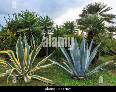 L'Aloe vera offre des plantes et des palmiers et ciel nuageux derrière. Banque D'Images