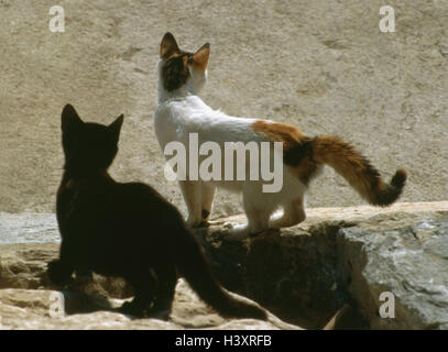 Les chats, deux, vue de dos, les chats domestiques, noir, couleur, trois jeunes, à l'extérieur, Banque D'Images