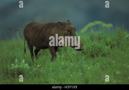 Pré, cochon, papille, Phacochoerus aethiopicus, l'Afrique, de l'herbe, monde animal, désert, faune, mammifères marins, mammifères, animaux sauvages, animal sauvage, animal à sabots fendus, des artiodactyles, cochons, cochon, suidés, cochon papille Banque D'Images