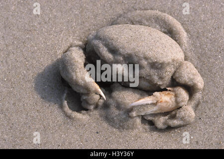 Le sable, le Furry, crabe Carcinus maenas, creusé, Frise du nord pays, Amrum, plage de sable, le crabe, les crustacés, crustacé, Crustaceae, animal marin, les animaux de la mer, à queue courte, cancer, cancer, crustacés, mollusques et crustacés, Brachyuren, Brachyura Banque D'Images