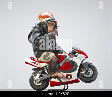 Le chimpanzé, Pan troglodytes, doublure, otorcyclists «' mammifères, mammifère, Seigneur des animaux, les primates, les grands singes, les primates, singe, singe, s'asseoir, moto enfant, moto, casque, Blouson cuir ball, panneaux, s'habille, humanisation, près de studio, cut out Banque D'Images