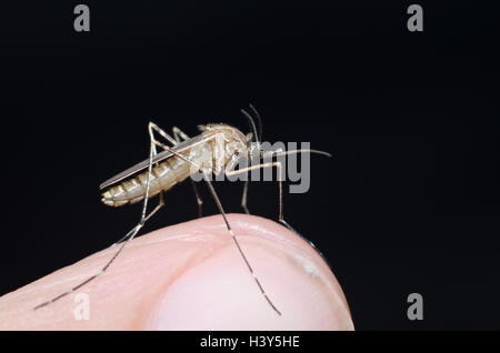 Maison commune à moustiques (Culex pipiens) se préparer pour mordre la peau humaine Banque D'Images