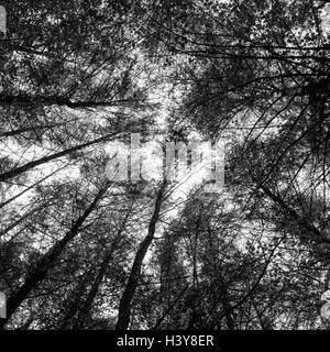 Vu du dessous de la canopée d'arbres Banque D'Images