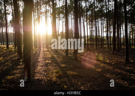 Soleil qui brille à travers les arbres dans une forêt en automne Banque D'Images