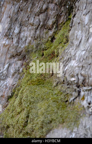Mousse sur un tronc d'arbre Banque D'Images