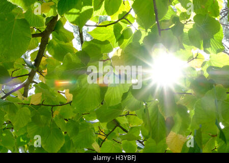 Soleil qui brille à travers les feuilles des arbres Banque D'Images