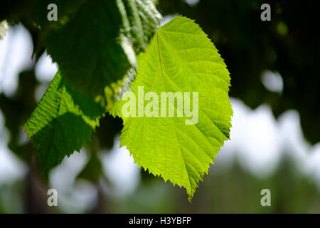 Corylus avellana aka feuilles de hazel communes rétroéclairé par le soleil Banque D'Images