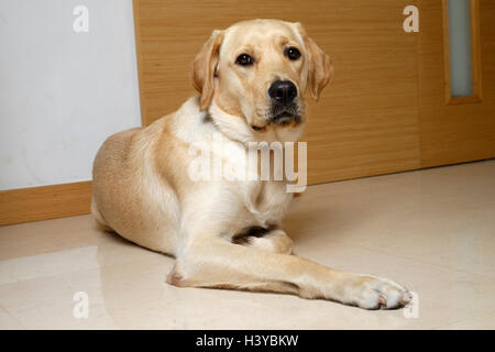 Jaune mignon Labrador Golden Retriever couché mix à la maison Banque D'Images