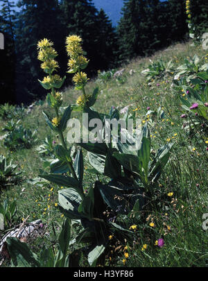 L'Allemagne, la Haute-Bavière, ling la semoule, brown corner, pré, Gentiane jaune, Gentiana lutea, à l'extérieur, pré des fleurs, fleurs, plantes, fleurs, la nature, la botanique, la flore, les plantes protégées, de gentiane Banque D'Images