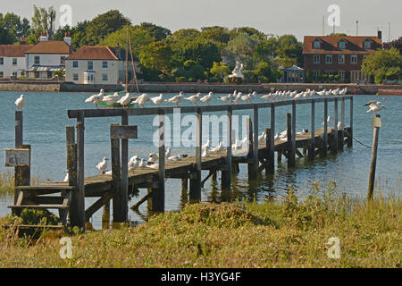 Mouettes assis sur la jetée en bois à Bosham, Chichester Harbour, West Sussex, Angleterre Banque D'Images