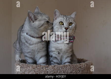 Deux chats British Shorthair kissing Banque D'Images