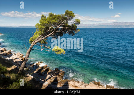 Une vue sur la mer Adriatique à Trpanj Croatie avec des pins au premier plan, dans le soleil d'été Banque D'Images