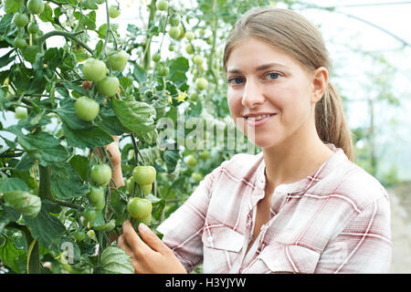 Travailleur agricole féminin contrôler les plants de tomates en serre Banque D'Images