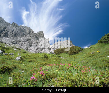 Autriche, Vorarlberg, Brandnertal, lac Lüner, alpage, roses alpines, beaux nuages, l'Europe, de la vallée de Brandner, paysage de montagnes, montagnes, montagnes, rochers, pins de montagne, mâchoires, Legföhre, plantes, fleurs, rhododendron, fleurs des Alpes, de la pierre Banque D'Images