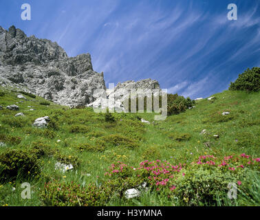 Autriche, Vorarlberg, Brandnertal, lac Lüner, alpage, roses alpines, l'Europe, de la vallée de Brandner, paysage de montagnes, montagnes, montagnes, rochers, pins de montagne, mâchoires, Legföhre, plantes, fleurs, rhododendron, fleurs alpines, stone roses, alp drunken Banque D'Images