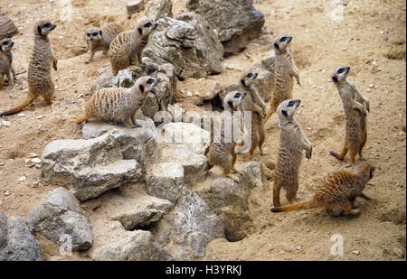 Le meerkat ou suricate (Suricata suricatta). Une petite carnivoran appartenant à la famille des mangoustes (Herpestidae). C'est la seule espèce du genre Suricata. Les suricates vivent dans toutes les régions du désert du Kalahari au Botswana, dans une grande partie du désert du Namib en Namibie et le sud-ouest de l'Angola, et en Afrique du Sud. Banque D'Images