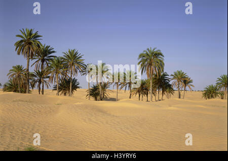 La Tunisie, Sahara, Douz, oasis, palmiers, des sables du désert, au nord, d'Afrique, désert, marge sauvage, sable, dunes de sable, de dunes, de palmiers dattiers, de groupe, de la végétation, sécheresse, chaleur, sécheresse, Banque D'Images