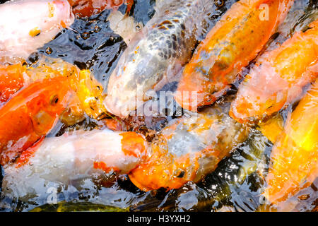 Close-up de carpes Koï poisson, Guangzhou, Chine Banque D'Images