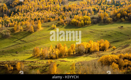 Vue aérienne de la forêt alpine, le lac Kanas, Xinjiang, Chine Banque D'Images