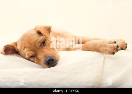 Labrador retriever chiot dormir sur un lit Banque D'Images