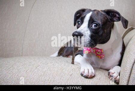 Chien de terrier de Boston en nœud papillon lying on sofa Banque D'Images
