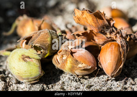 Noisettes Banque D'Images