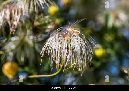 Tête de semences d'un golden clematis (Clematis tangutica) Banque D'Images