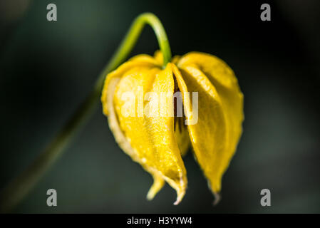 Fleur d'un golden clematis (Clematis tangutica) Banque D'Images