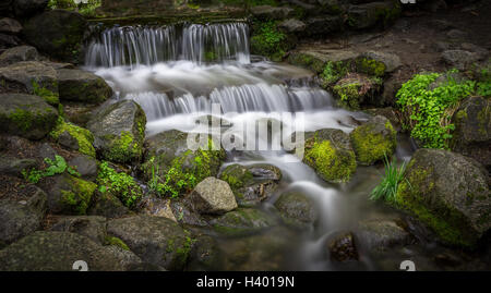 Fern Springs, Yosemite Valley, Californie, États-Unis Banque D'Images