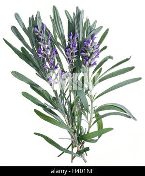 La lavande vraie, Lavandula angustifolia, plantes, plantes ornementales, la menthe, la famille Lamiaceae, Lamiaceae, Lavandula officinalis, lavandula spica, Lavandula vera, petite Speik, brindilles, feuilles, fleurs, fleurs de lavande, mauve, violet, de l'odeur, l'arôme, cut out, pro Banque D'Images