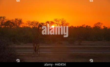 Girafe Girafe femelle avec veau au lever du soleil, Afrique du Sud Banque D'Images