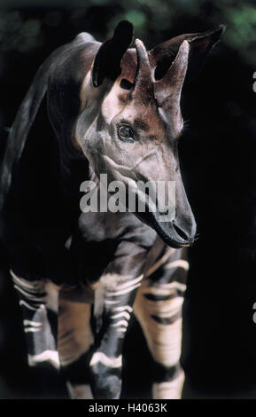 Zoo, okapi Okapia johnstoni, soigneusement, neugiereig,, l'Europe, l'Allemagne, Francfort, parc animalier, monde animal, des animaux, des animaux, des mammifères, des mammifères, des animaux à sabots fendus, des girafes, des girafes, des girafes, des girafes, des animaux sauvages, d'animaux sauvages Banque D'Images